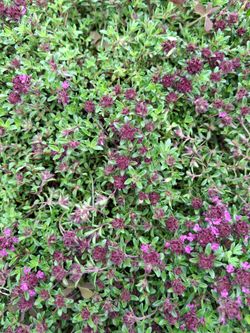 Creeping thyme.  6 pink, 5 red or purple.