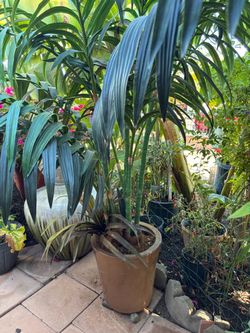 Planta