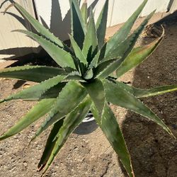 Big Aloe Vera Plant.
