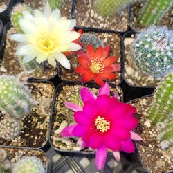 Cactus  4dolares  cada  uno