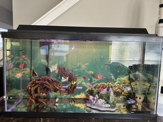 40 Gallon Fish Tank With Accessories