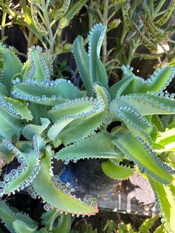 Madre de miles o Kalanchoe como la conoscas