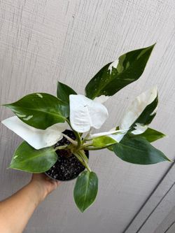 6” white wizard philodendron