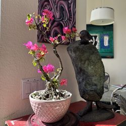 Bougainvillea Bonsai