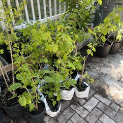 Mulberry Plant Cheap