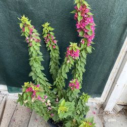 Torch Glow Bougambilea Plant, Is Outdoor Sun Or Shade Plant In 5 Gallóns Pot Pick Up Only