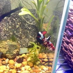 6.6 Gal Rimless Cube Setup