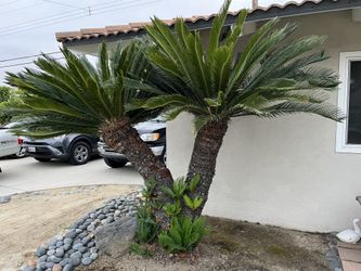 6 Foot Sago Palm Tree
