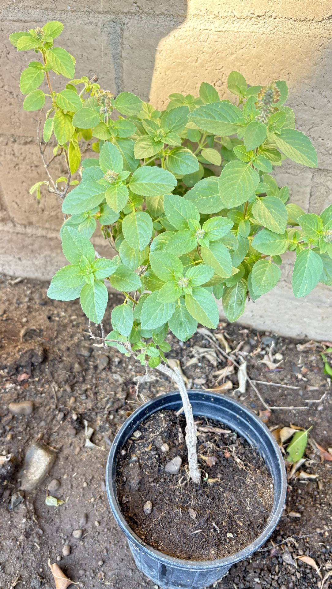 Holy Basil Live Plant, Tulsi, 1 Gallon Pot