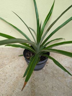 One Year Old Pineapple Plant 