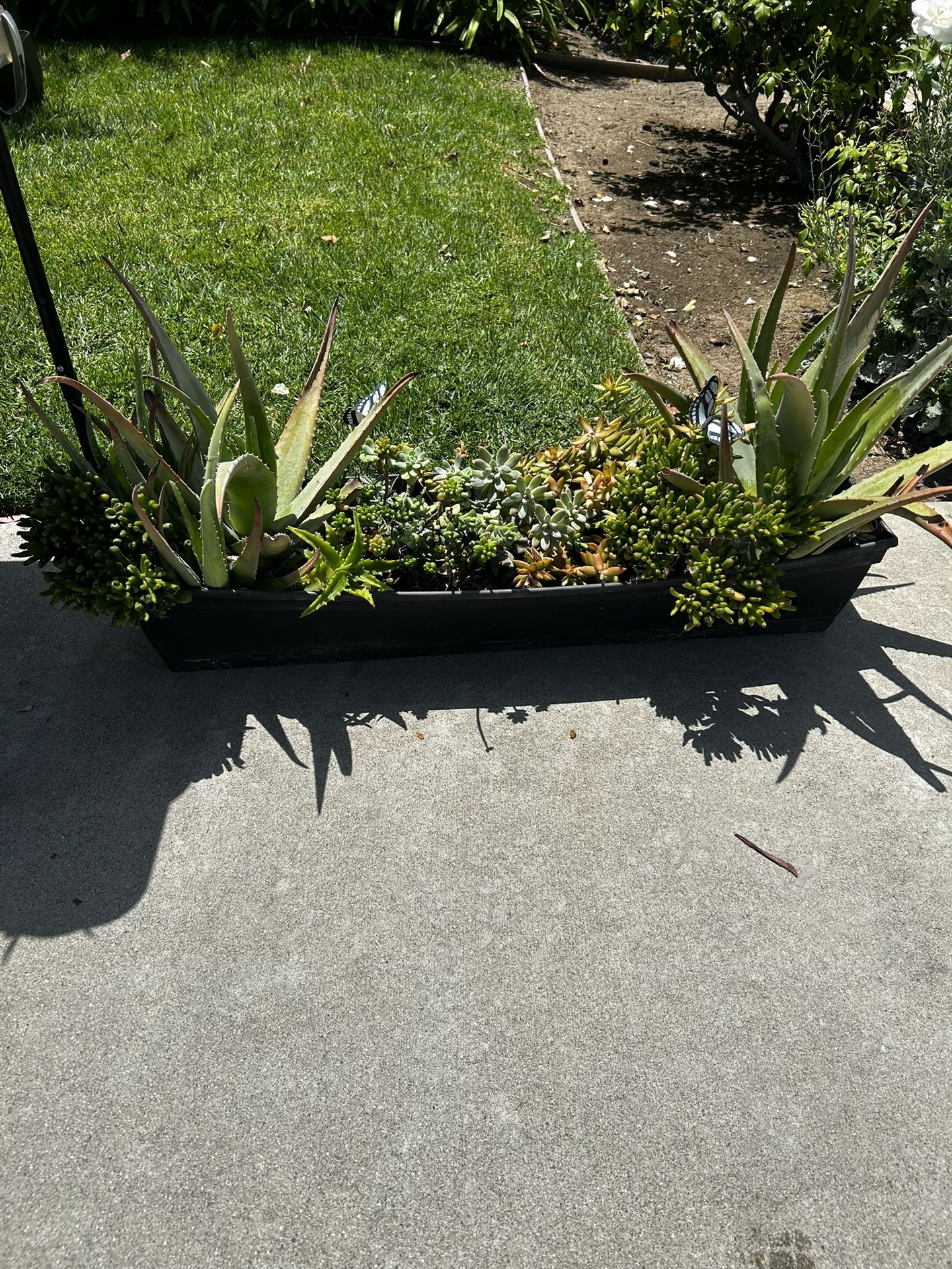 Large succulent planter