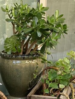 Ceramic Pot With Feather Design, Filled With Jade & Succulents 🪴