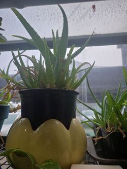 Aloe Vera Plants