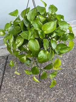 Pothos Epipremnum aureum 'Jessenia Rare