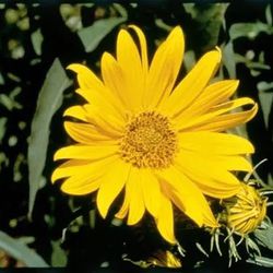 Maximillian Sunflower 