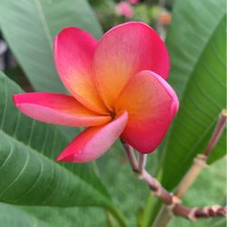 pedazos de Plumeria