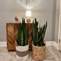 Variety snake plants (diff. Prices)