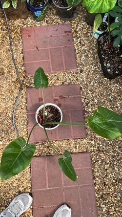 Philodendron Summer Glory