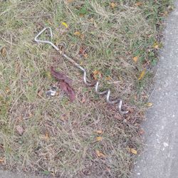Dogs Spike To Keep In The Yard 