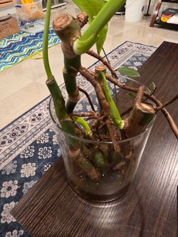 The Swiss cheese plant (Monstera deliciosa