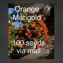 Orange Marigold SEEDS ONLY!  Via Mail Or Local pickup. Read again seeds only not full grown plants !!!