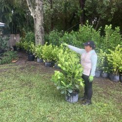 Clusias Perfect For Privacy Make Your Own Fence All Sizes Available Starting At Five Dollars