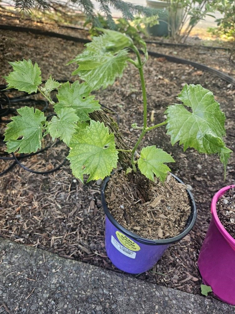 Garden Plant Grape Blue, Cabernet Sauvignon