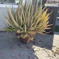 Free Plant Pot Not Included