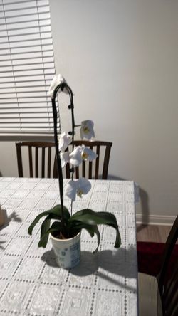 Orchid plant