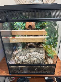 Bioactive enclosure & Crested Gecko - full set up
