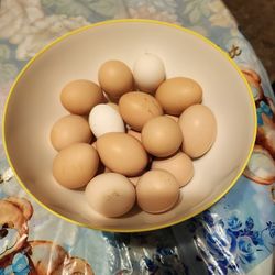 Eggs Fresh Organic  7 For  Duzen 