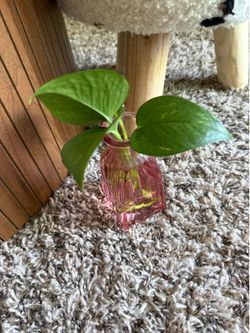 Houseplant