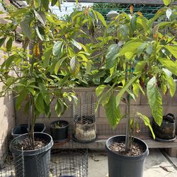 Avocado Tree