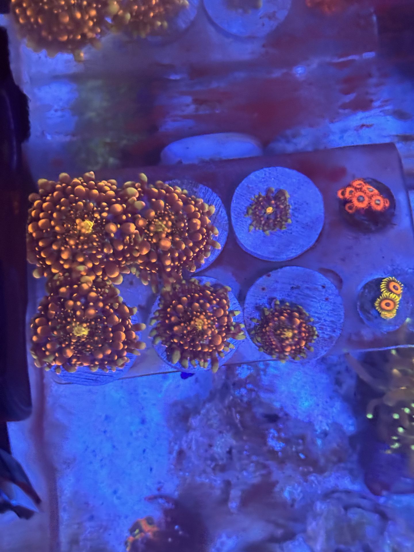 Godzilla bounce mushrooms super healthy