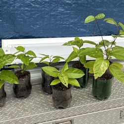 Plantas De Parcha Amarilla…..maracuya