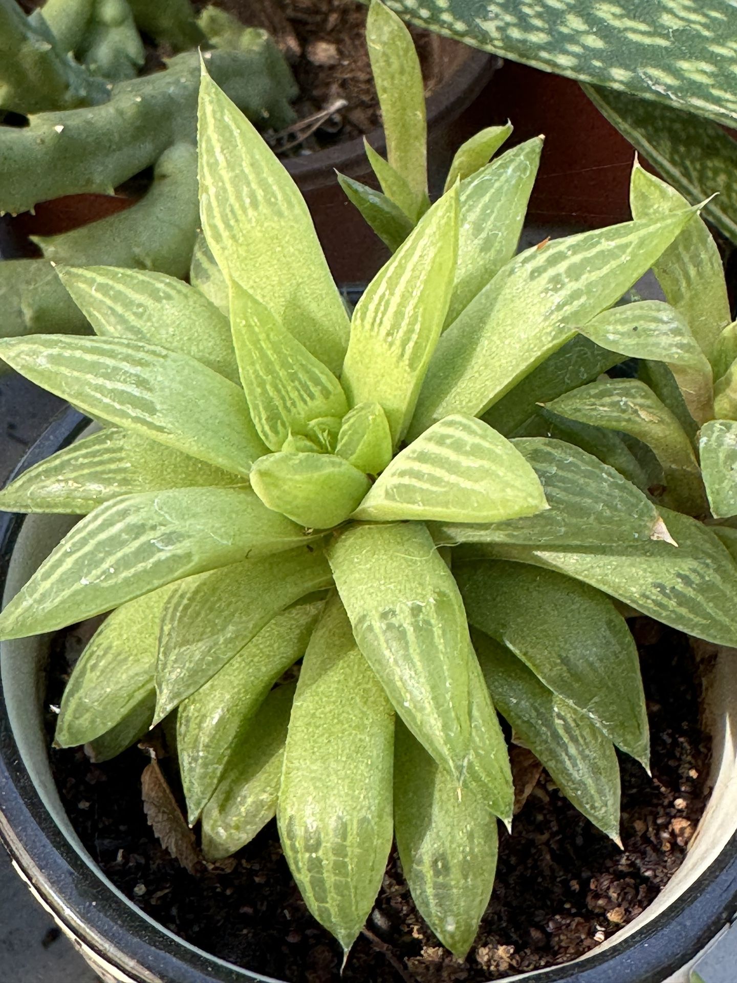 Succulents Plants 4”pot