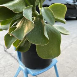Big Rooted  Succulent 