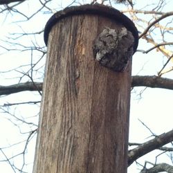 Handcrafted Owl House.   South Austin.   