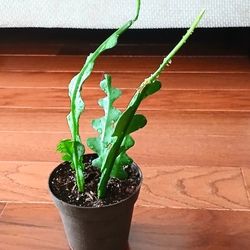 Live Healthy Fish Bone Cactus Indoor HousePlants With 4 Inch Nursery Pots  $5