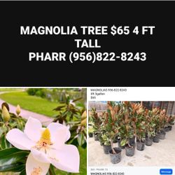 Magnolia $65