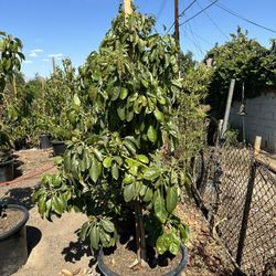 Hass Avocado Tree