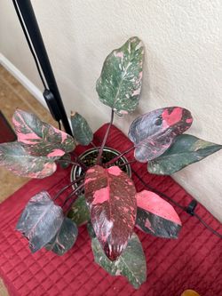 Live Philodendron Milky Way Plant with Ceramic Pot (Please read full description)