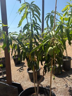Glenn mango tree for sale