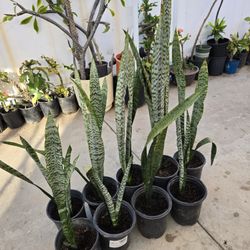Snake plant