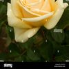 Noorzia 