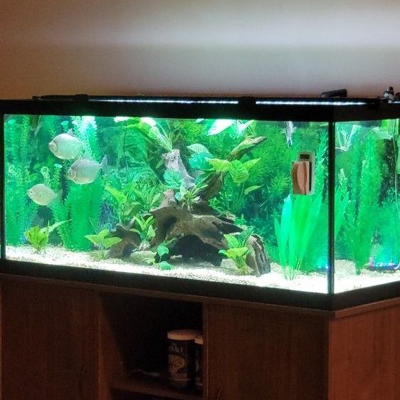 75 Gal Tank With Equipment 