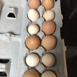 Farm Fresh Chicken Eggs