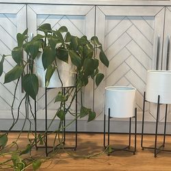 Pathos Plant And 3 Planters With Stands 