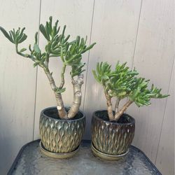 Jade Plants