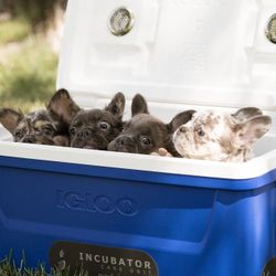 Puppy Incubator